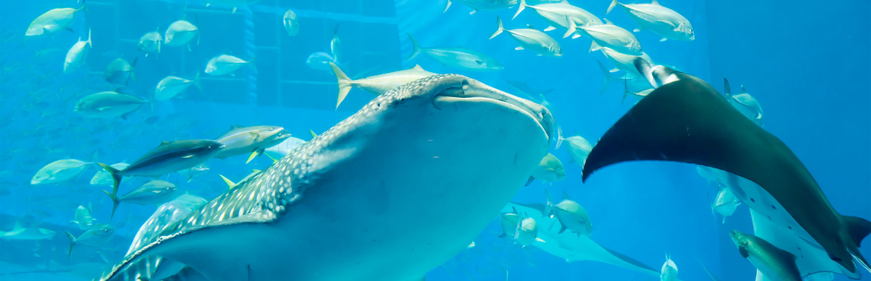 美ら海水族館