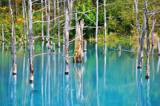 青い池の枯れ木