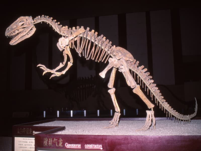 福井県立恐竜博物館の肉食恐竜（イメージ）